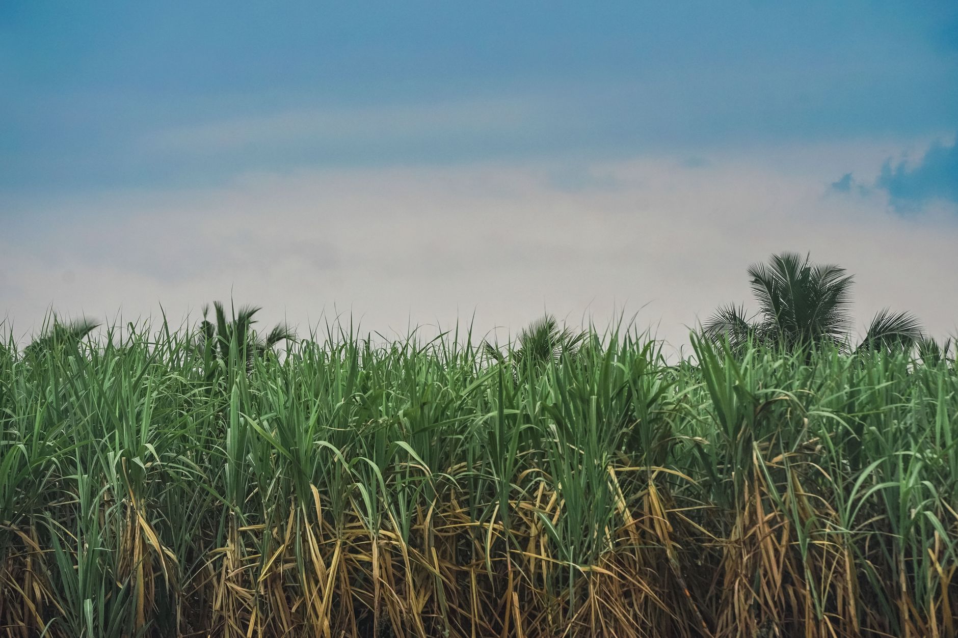 Why Rogers Sugar Inc. stock is tanking today