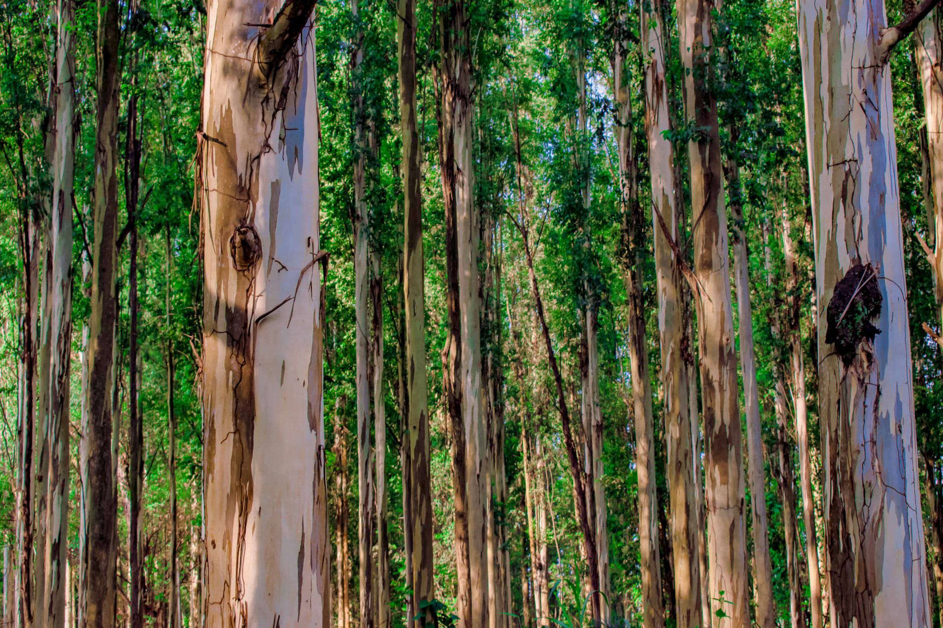 Why Big Tree Carbon Inc. stock is plummeting today