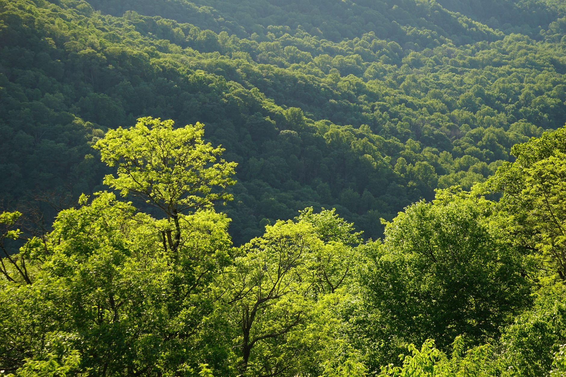 Why Big Tree Carbon Inc. stock is plummeting today