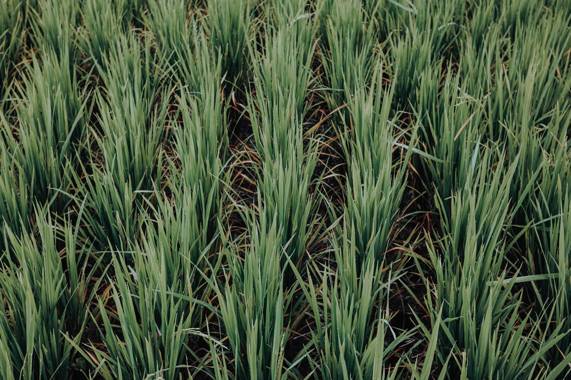 Why Verde Agritech PLC stock is rising today