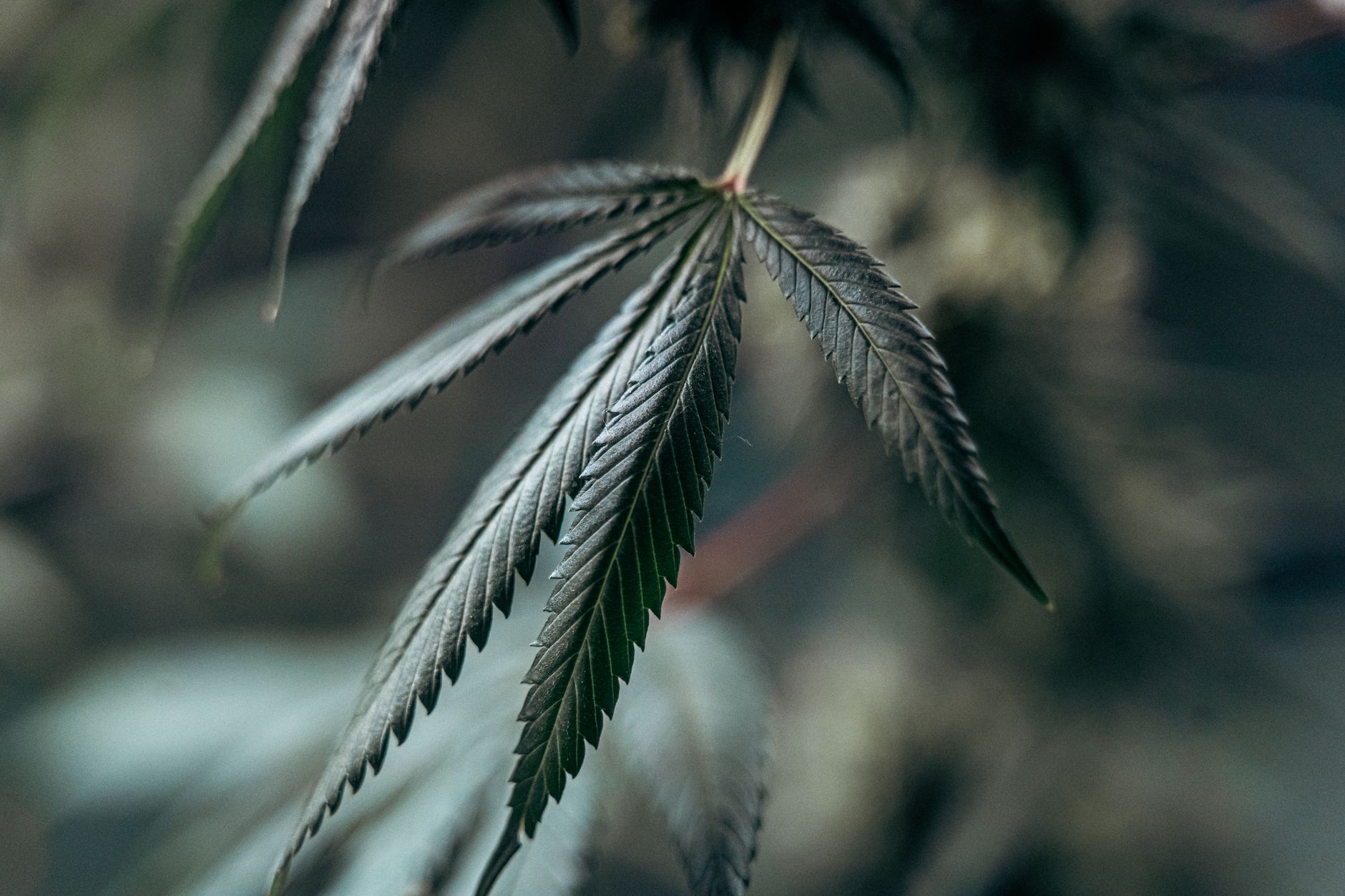 Why Cannara Biotech Inc. stock is sliding today