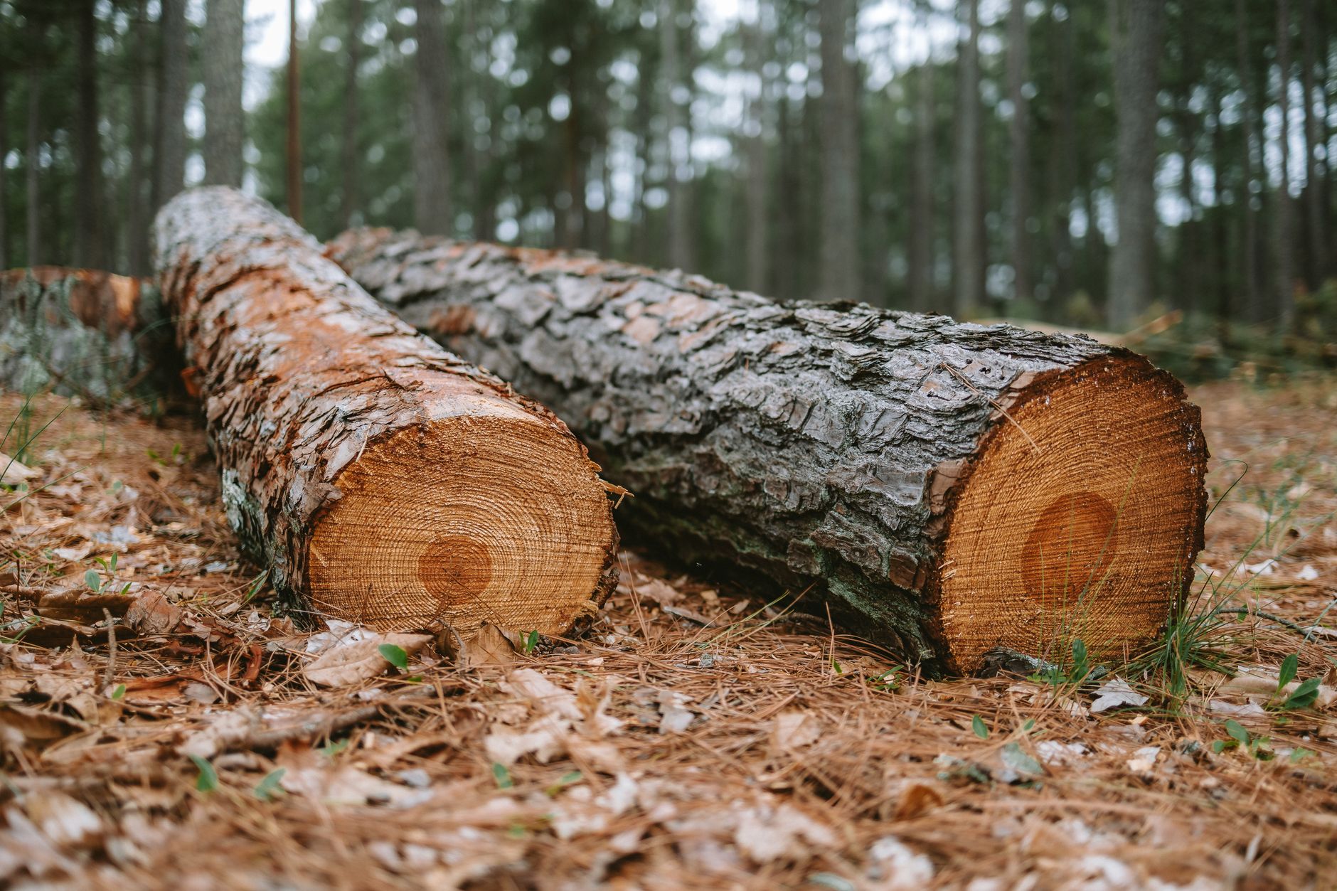 Why Conifex Timber Inc stock is plummeting today