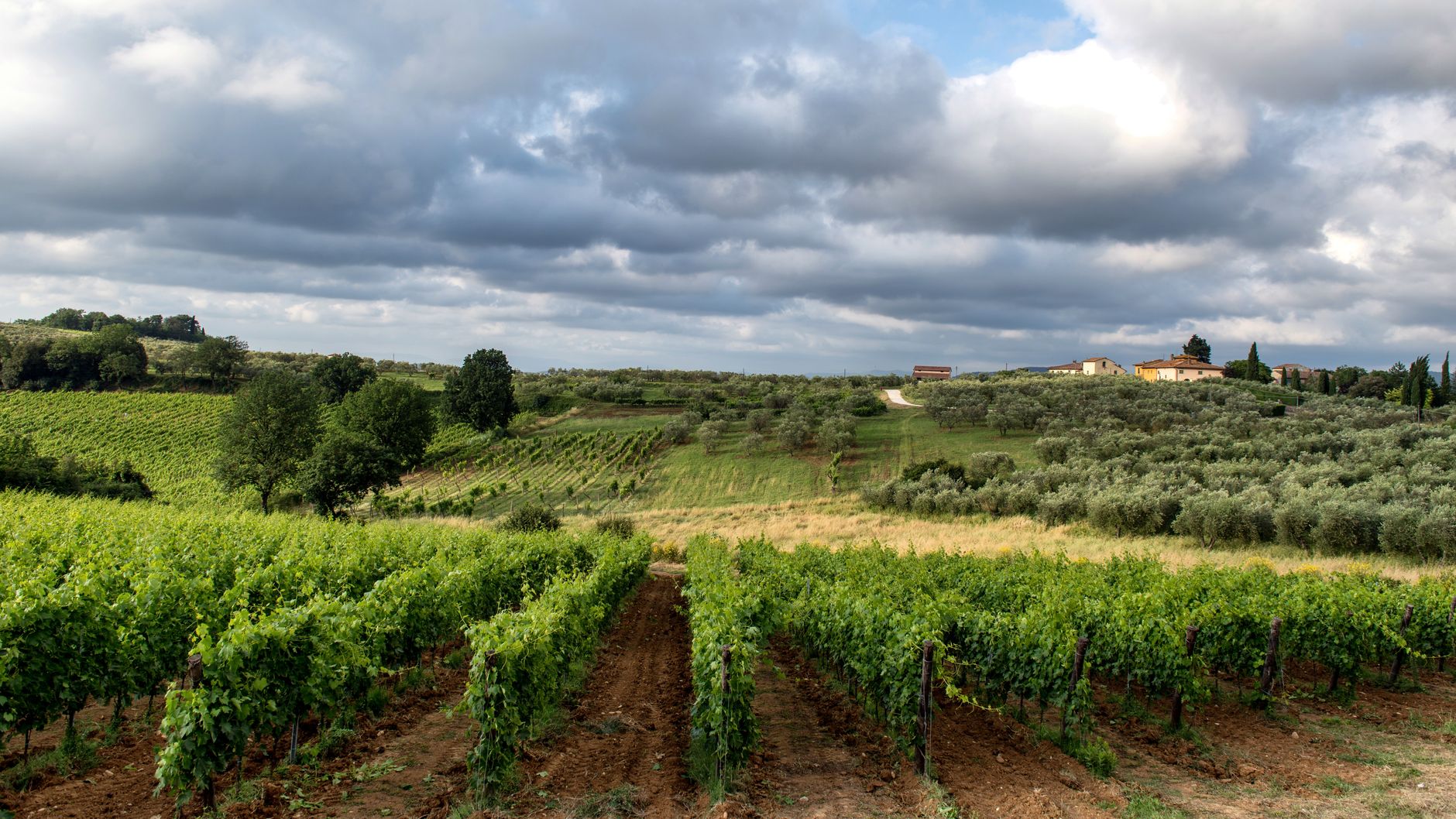 Why Diamond Estates Wines & Spirits Inc stock is plummeting today