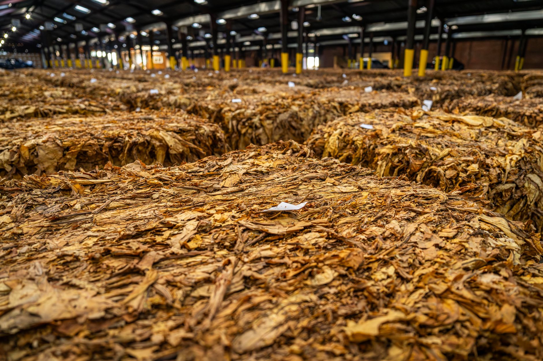 Why Century Global Commodities Corp stock is plummeting today