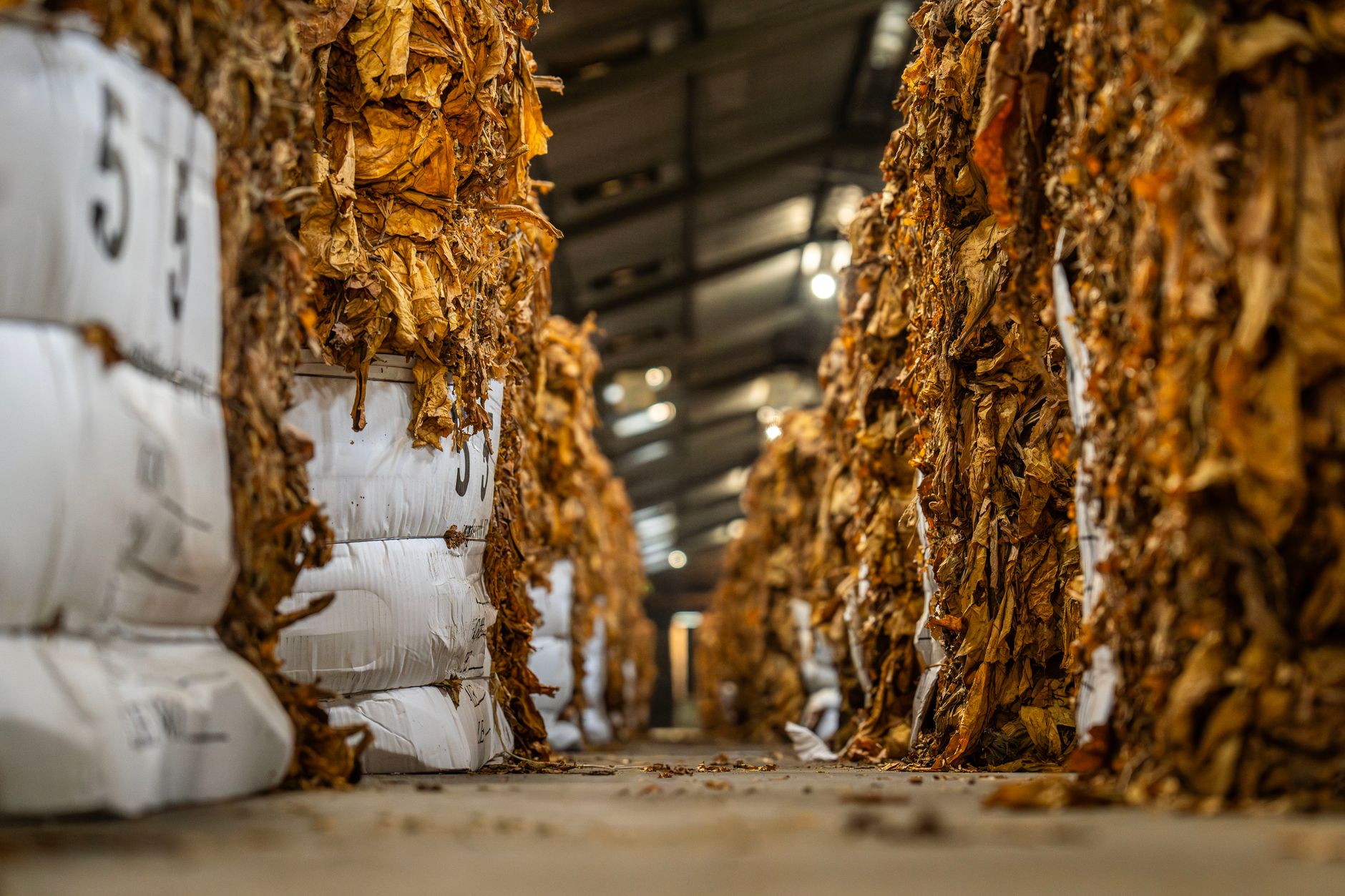 Why Century Global Commodities Corp stock is skyrocketing today
