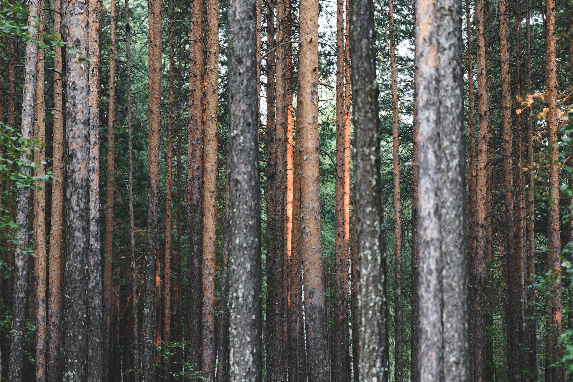 Why Acadian Timber Corp stock is gaining today