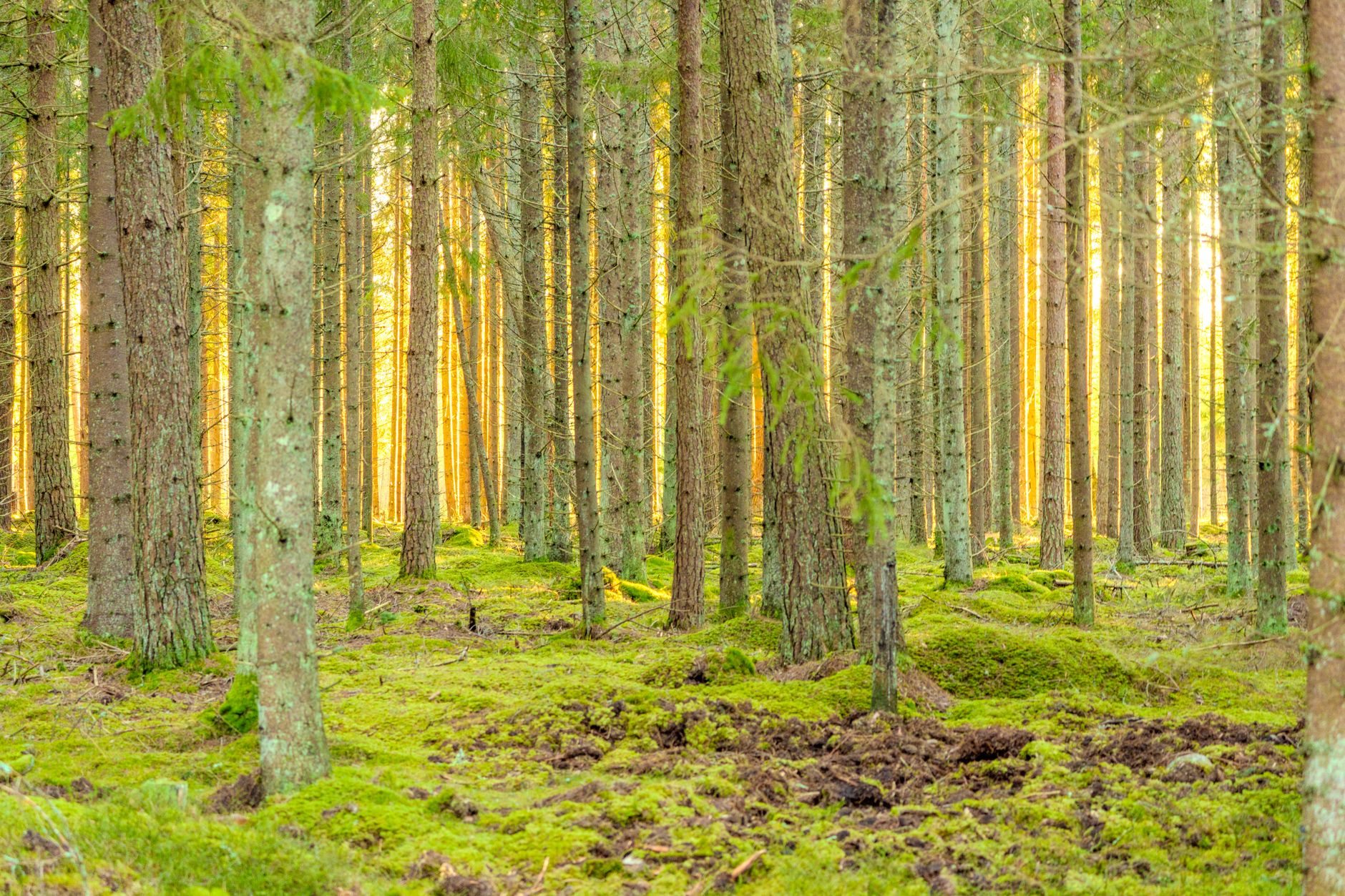Why Big Tree Carbon Inc. stock is skyrocketing today