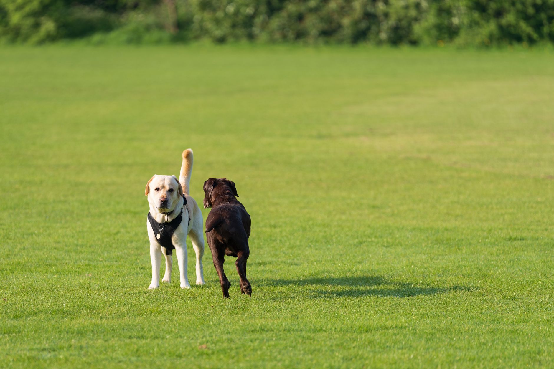 Why Pet Valu Holdings Ltd stock is sliding today