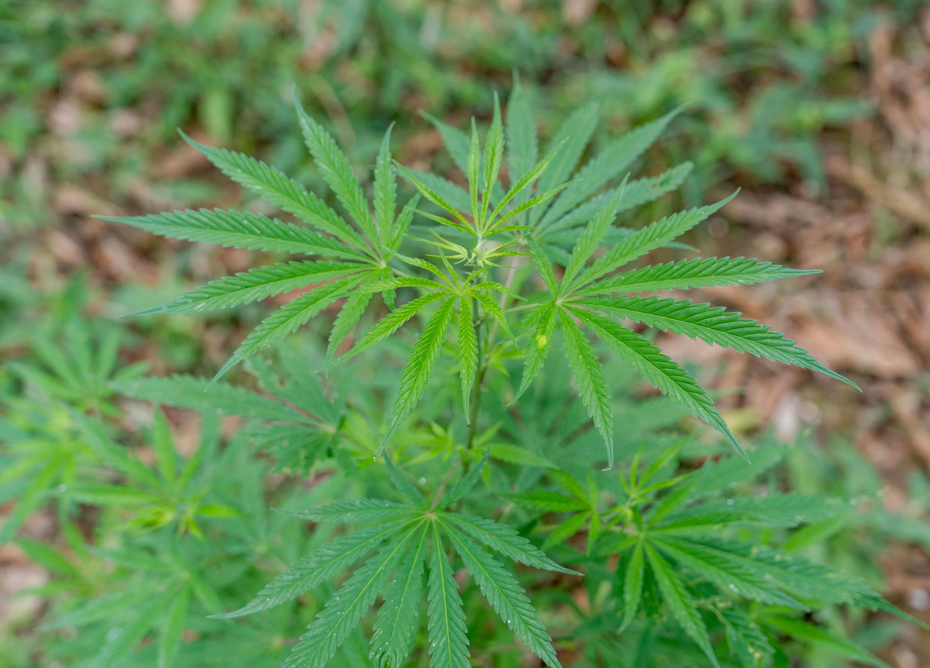 Why Canopy Growth Corp stock is skyrocketing today