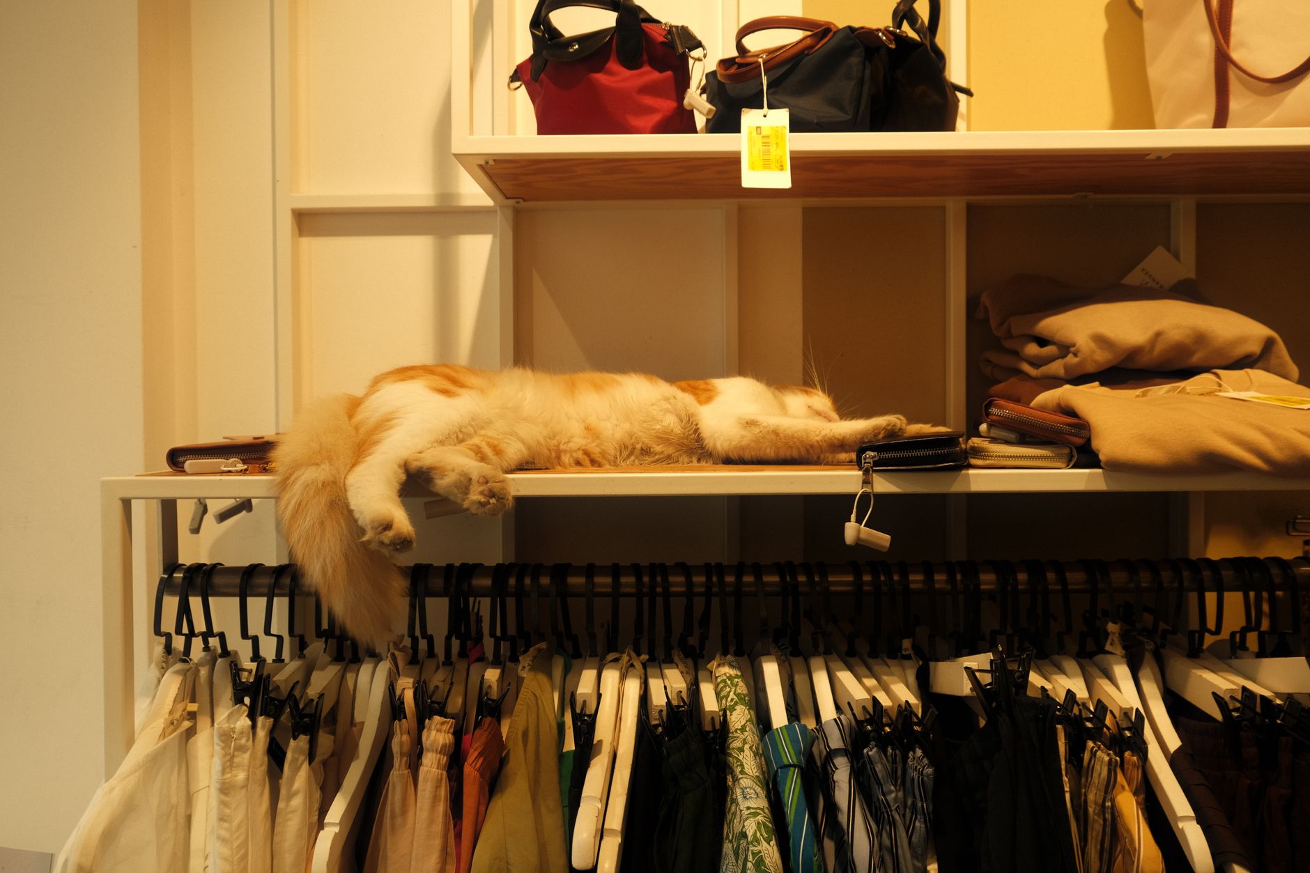 Why Pet Valu Holdings Ltd stock is rising today