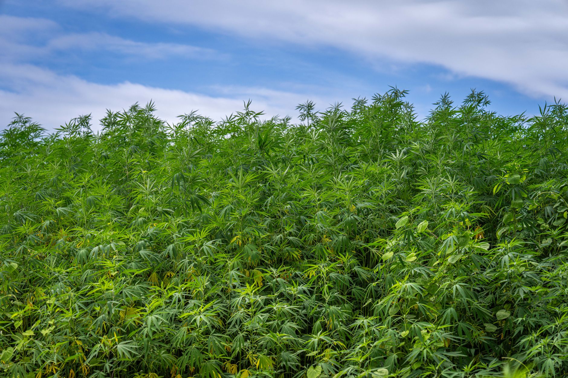 Why Charlotte's Web Holdings Inc stock is gaining today