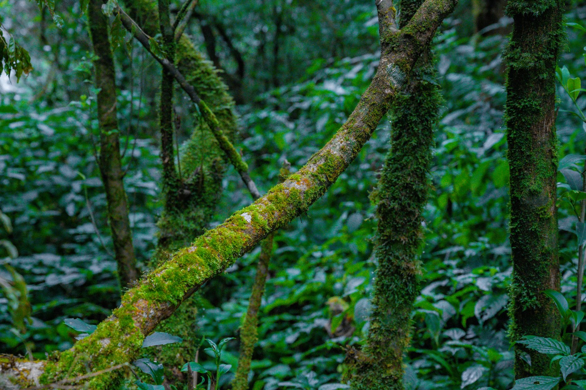Why Big Tree Carbon Inc. stock is skyrocketing today