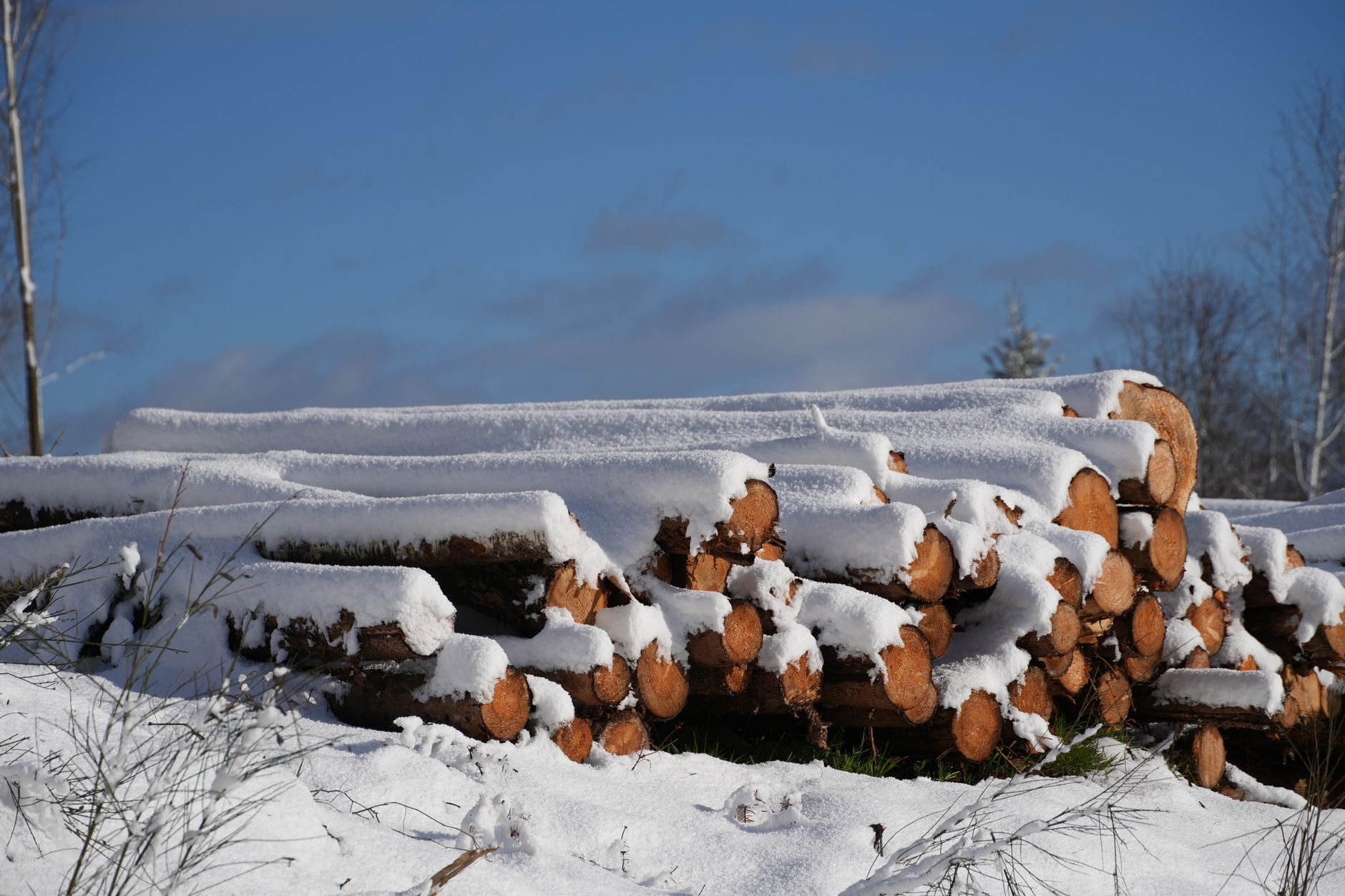 Why Western Forest Products Inc stock is rising today
