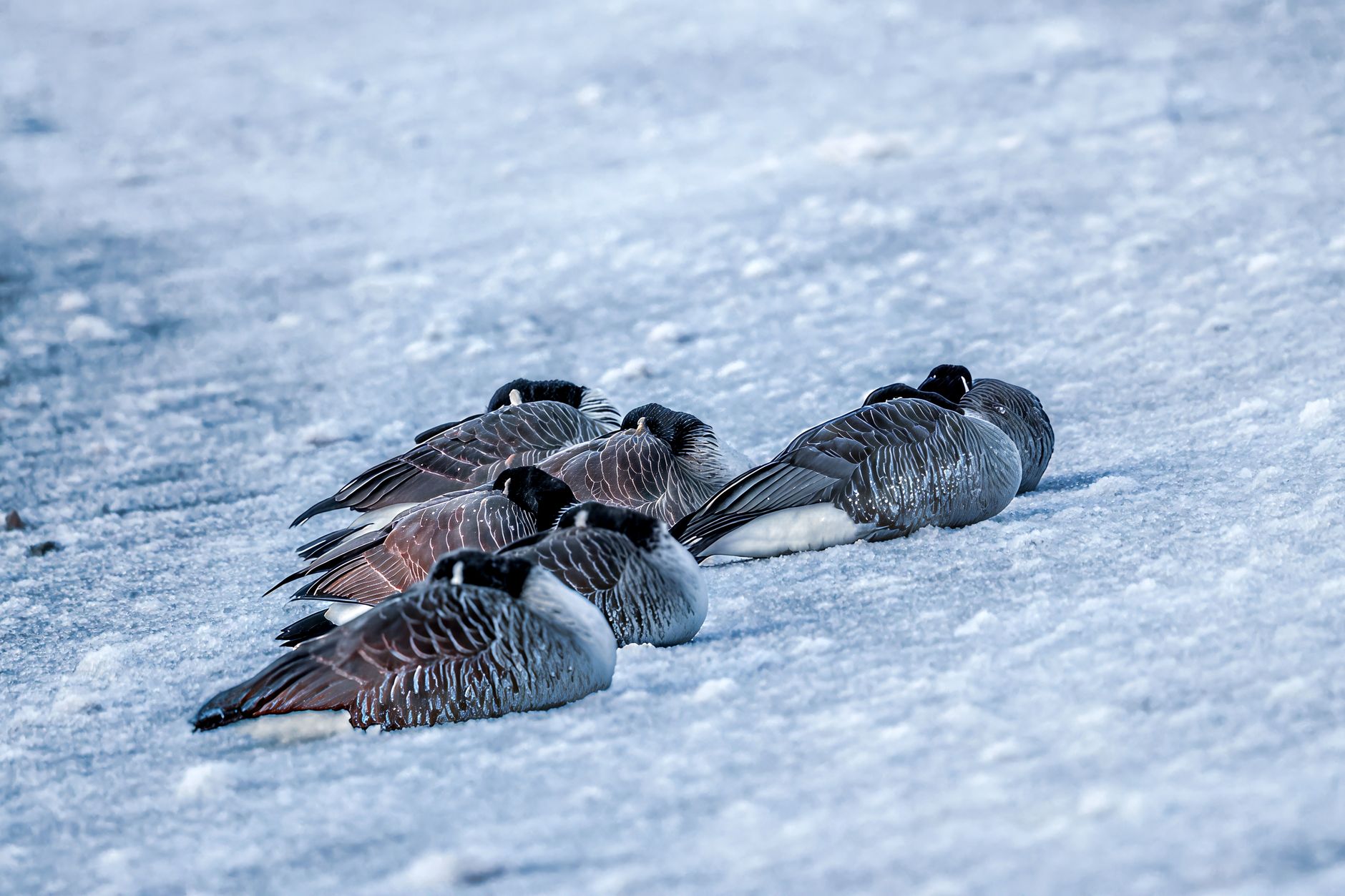 Why Canada Goose Holdings Inc stock is gaining today