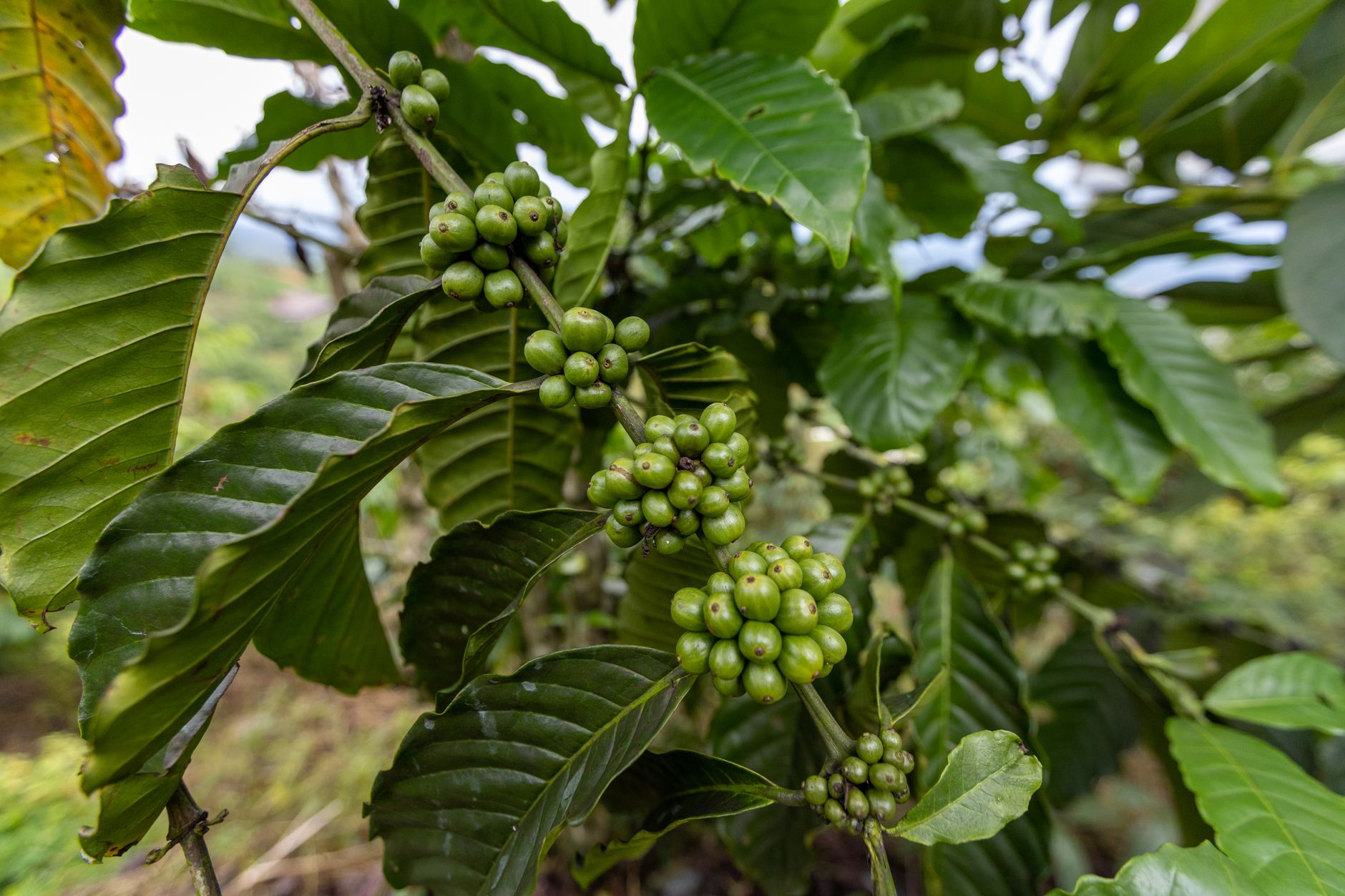 Why Swiss Water Decaffeinated Coffee Inc stock is sliding today