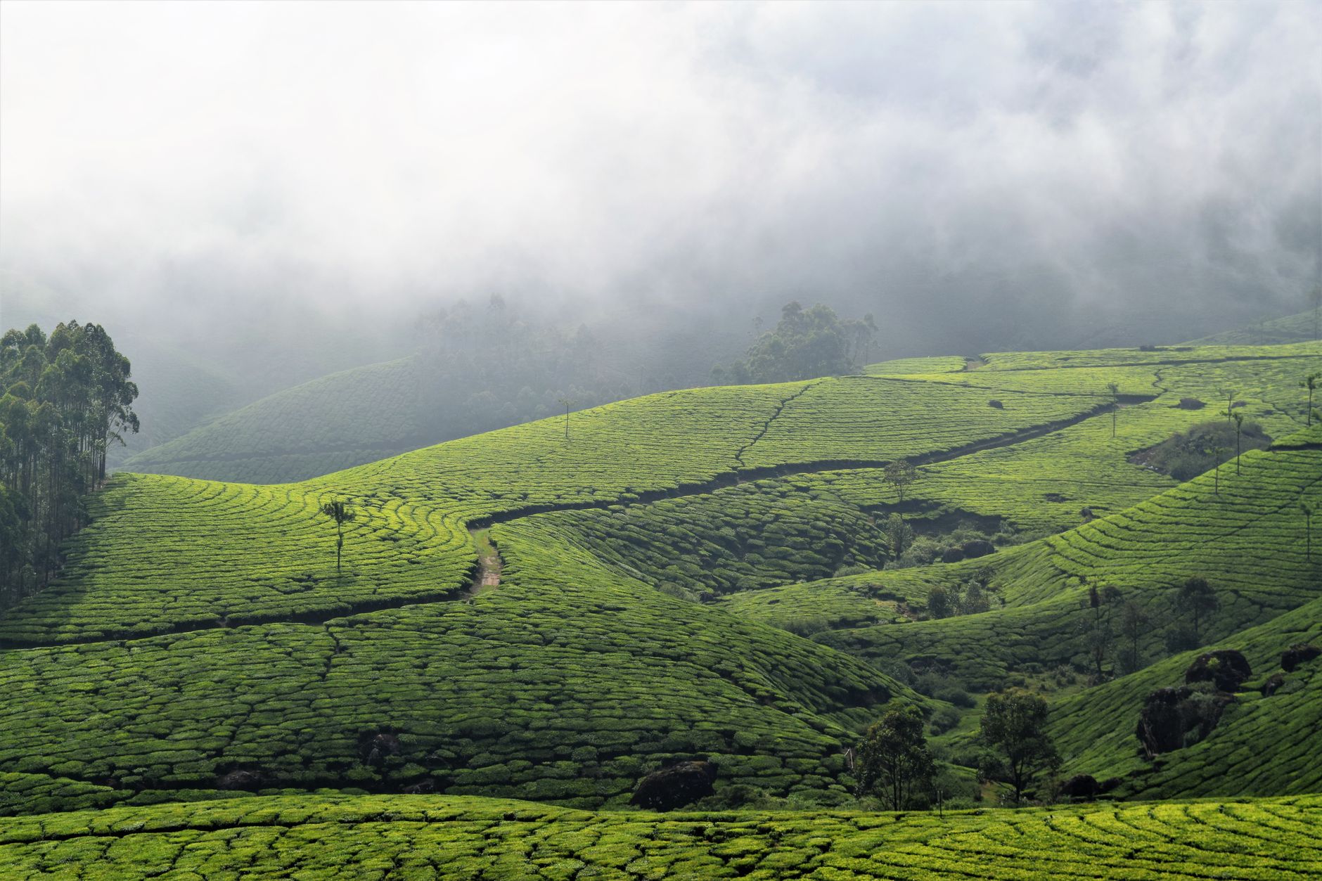 Why Swiss Water Decaffeinated Coffee Inc stock is sliding today