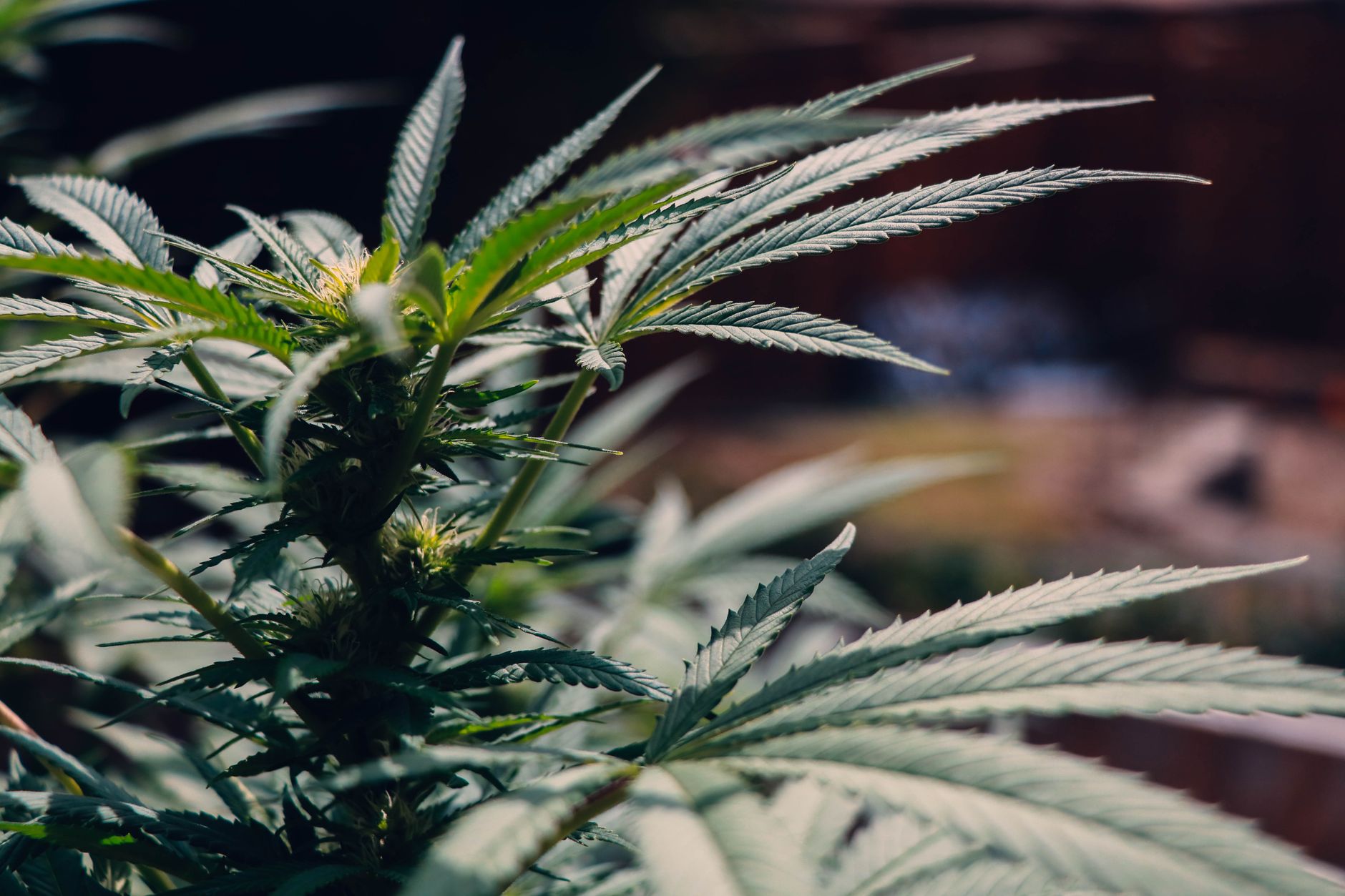 Why Curaleaf Holdings Inc. stock is tanking today