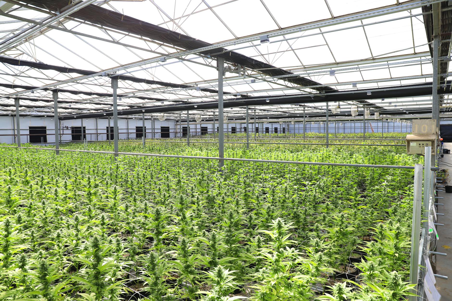 Why TerrAscend Corp stock is rising today