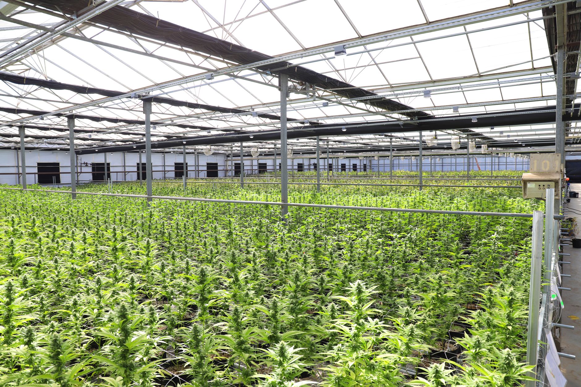 Why Rubicon Organics Inc stock is rising today