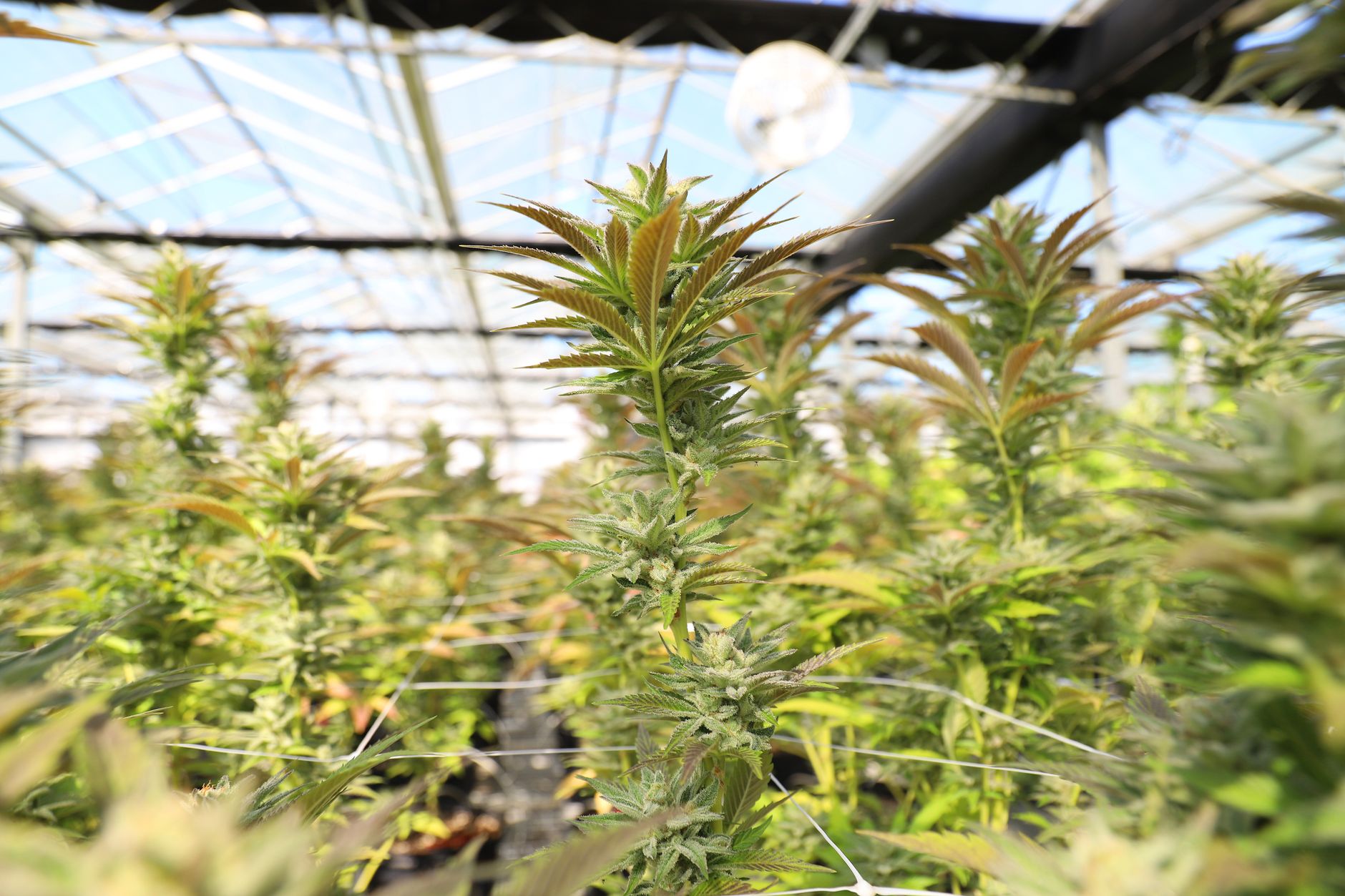 Why Auxly Cannabis Group Inc stock is skyrocketing today
