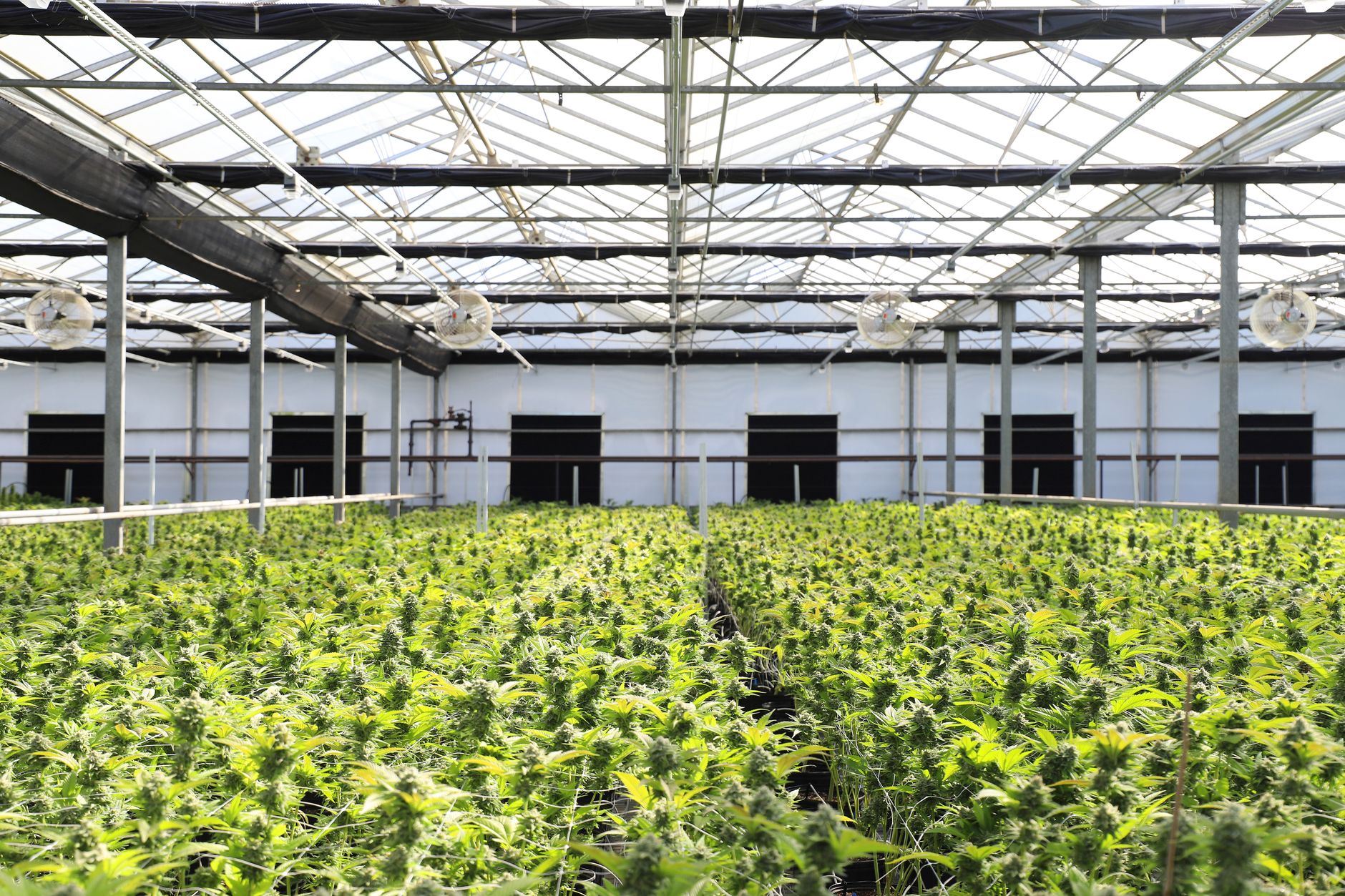 Why Avant Brands Inc stock is skyrocketing today