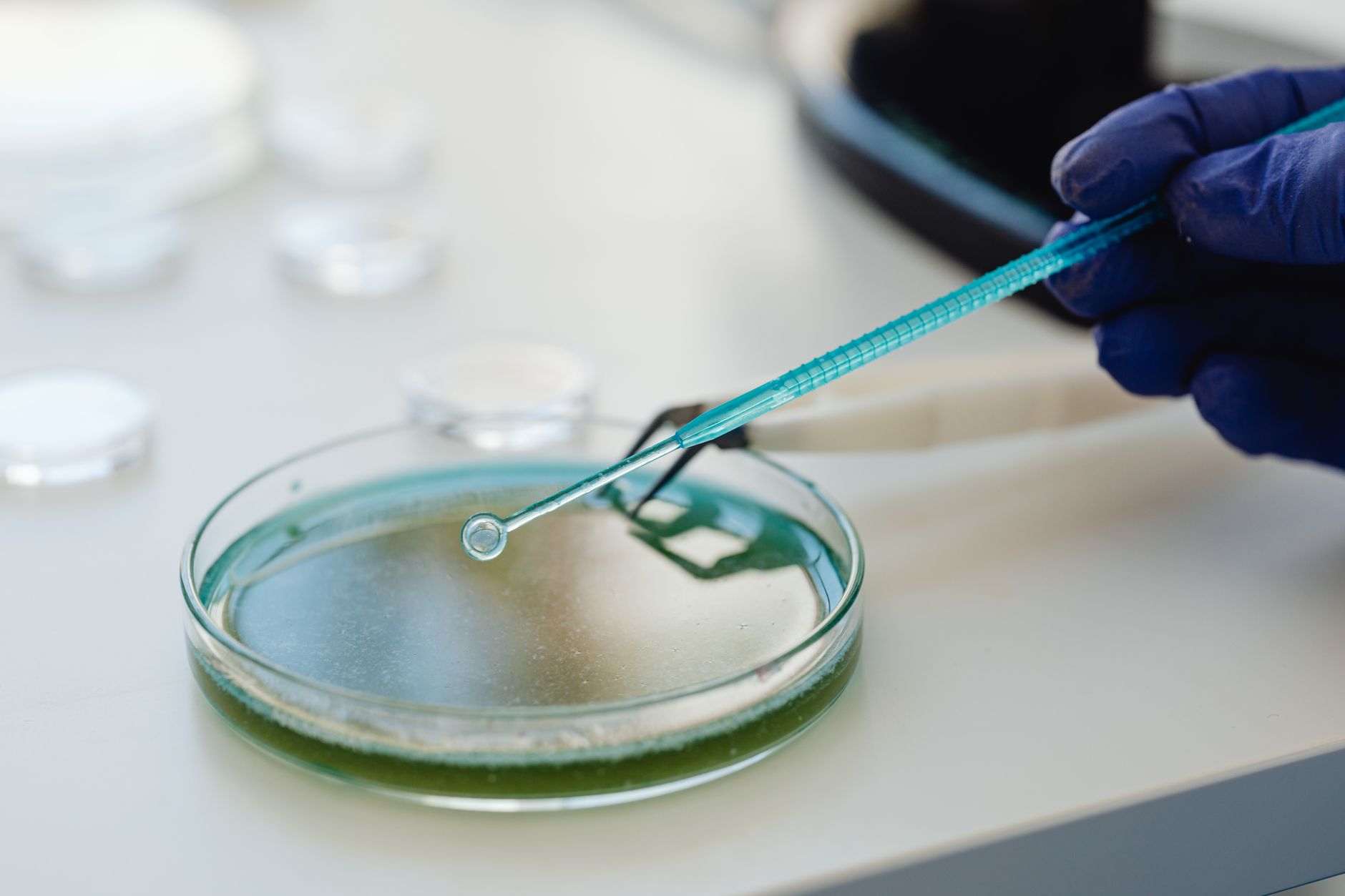 Why Spectral Med Inc stock is tanking today