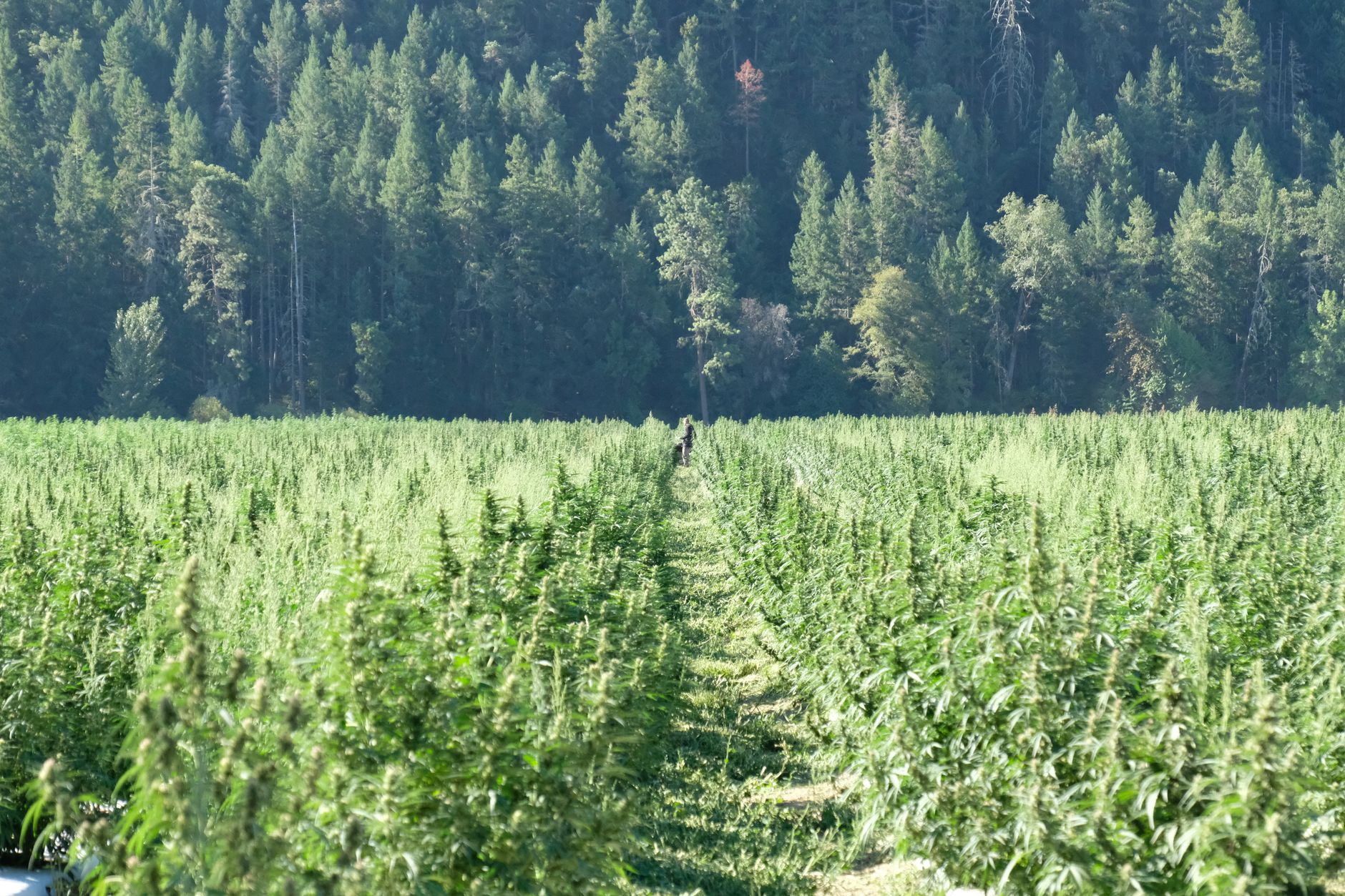 Why Charlotte's Web Holdings Inc stock is skyrocketing today