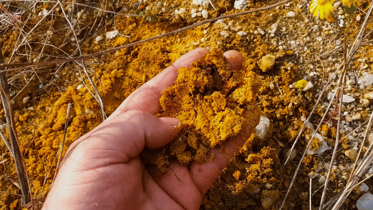 Why Canagold Resources Jumped Nearly 30% in the Latest Session