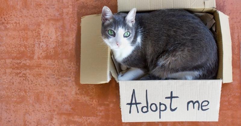 Cost to Own a Cat in Canada