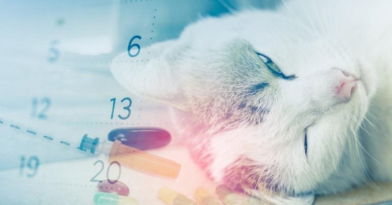 What is the Monthly Cost of Owning a Cat in Canada?