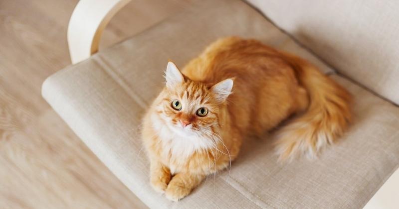 Are Cats Expensive to Own?